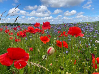 Obraz premium Unopened poppy in red and white on a meadow with others poppies and honeysuckles