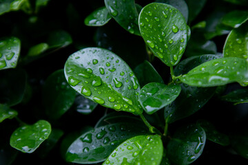 Vibrant green leaves glistening with fresh water droplets after a refreshing rain shower, showcasing nature's pure beauty and tranquility.