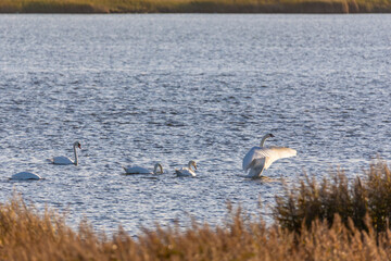 Schwäne am Bodden vor Zingst.