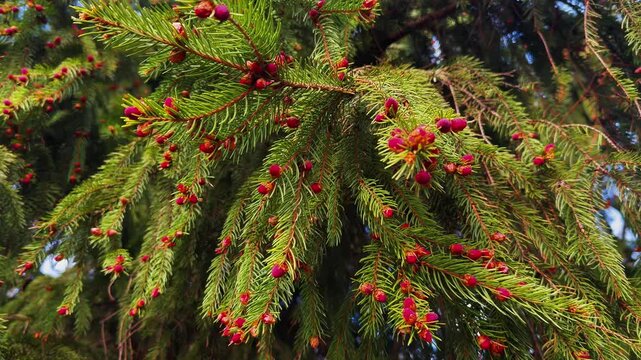 Detailed, high-angle close-up of fresh, vibrant green Norway spruce (Picea abies) branches covered in many small, crimson-pink immature female cones or buds, signaling new growth in the spring forest