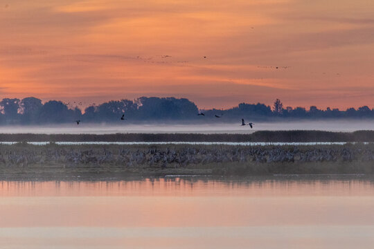 Kraniche am fr&uuml;hen Morgen mit Nebel am Bodden vor Zingst.