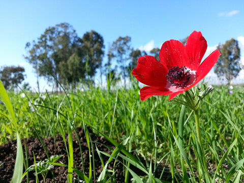 Anemone coronaria