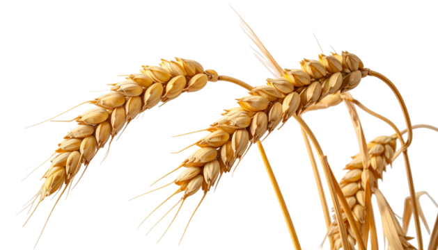 Close-up of ripe golden wheat stalks, isolated on black