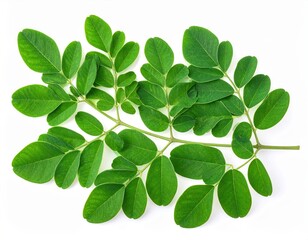 Fototapeta premium Vibrant green moringa leaves isolated on a white background, perfect for health, wellness, and natural remedy themes.