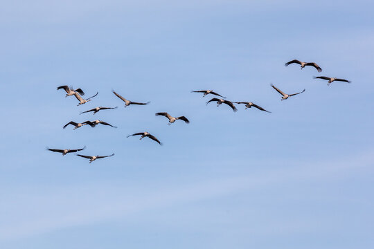 Am blauen Himmel fliegende Kraniche.
