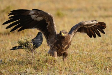 Fototapeta premium red tailed hawk in flight