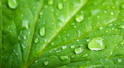 Macro of water droplets on green leaves, Beautiful details of rainy season drops rainwater on the green leaf background