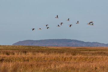 Fliegende Kraniche, im Hintergrunfd Insel Hiddensee.