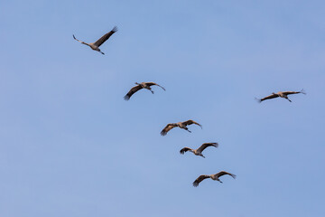 Am blauen Himmel fliegende Kraniche.