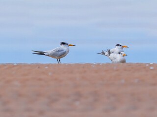 Obraz premium seagulls on the beach