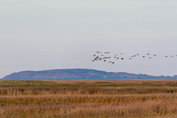 Fliegende Kraniche, im Hintergrunfd Insel Hiddensee.