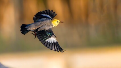 great tit parus major © Bai