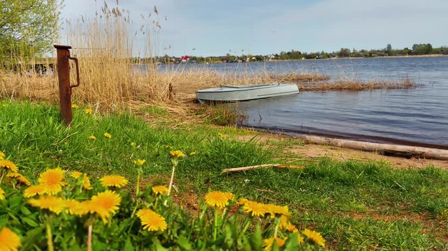 A tranquil, low-angle shot of a small, light gray dinghy partially pulled onto a sandy lake shore, nestled amongst tall, dry golden reeds and lush green grass. Bright yellow dandelions dominate the