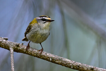 Common firecrest // Sommergoldhähnchen (Regulus ignicapilla / Regulus ignicapillus)
