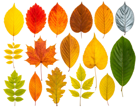 Assortment of colorful leaves showcasing seasonal transitions against a black backdrop