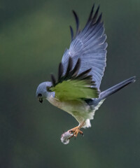 great tit parus major © Bai