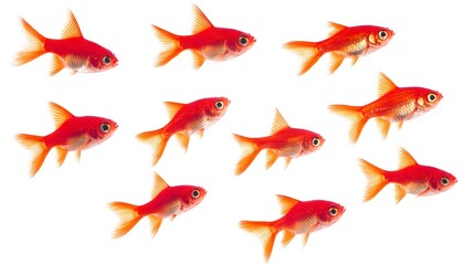 Group of Colorful Goldfish Swimming on a Clean White Background
