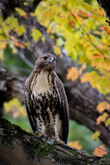 hawk