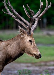 Fototapeta premium red deer in the woods
