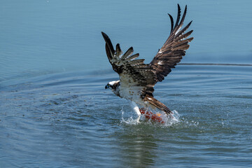american bald eagle