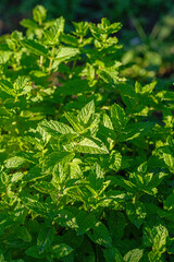 mint leaves fresh garden herb