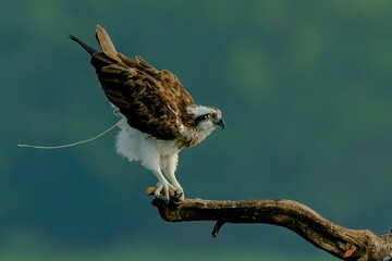 red tailed hawk buteo