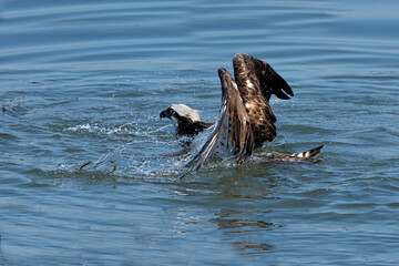 great crested grebe