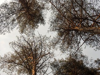Tall trees viewed from below against a grey sky  