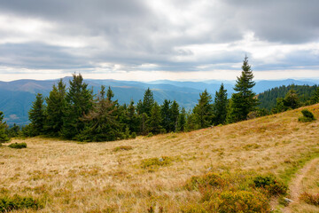 fir trees on a meadow down the hill to coniferous forest in mountains of ukraine. carpathian...