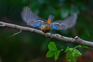blue dragonfly on a branch