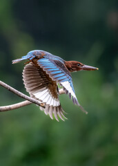 great blue heron ardea cinerea