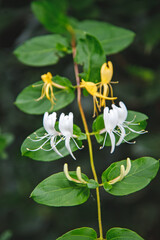 Yellow and white flowers