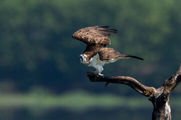 red tailed hawk buteo