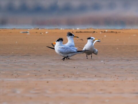 seagulls on the beach