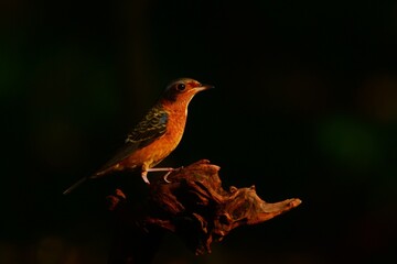 female cardinal on a branch