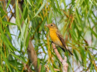 robin on the grass