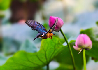 butterfly on flower