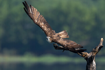 red tailed hawk