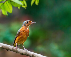 robin on a branch