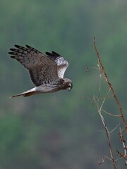 red tailed hawk buteo