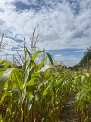 Maisfeld - Landwirtschaft in Norddeutschland