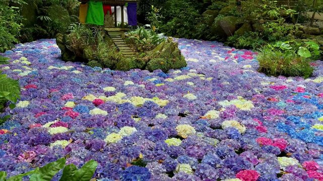 南蔵院のアジサイ池