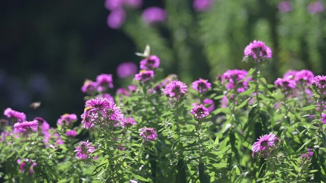 Purple asters blooming in sunlight