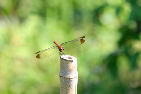 竹トンボ」の写真素材 | 437件の無料イラスト画像 | Adobe Stock