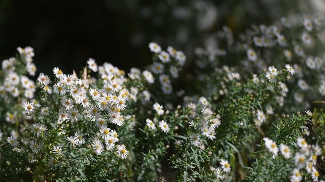 White wild asters blooming in sunlight