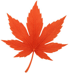 Red Maple Leaf Illustration