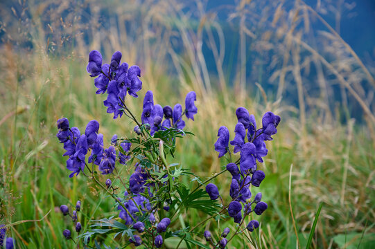 Blue Aconite (Aconitum napellus) flowers blooming in the mountain.