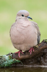 Eared Dove, Zenaida auriculata , Calden forest, La Pampa Province, Patagonia,, Argentina.