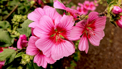 Vibrant pink hollyhock flowers with glistening rain droplets on petals, perfect for nature, garden, or spring projects