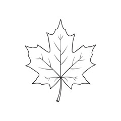 Fototapeta premium A detailed line drawing of a single maple leaf, showing its veins and shape.
